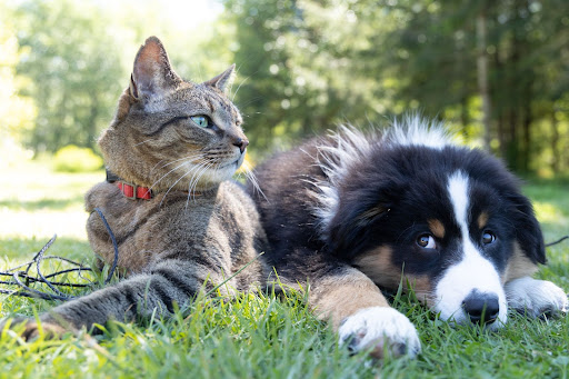 The Importance of Spay/Neutering?