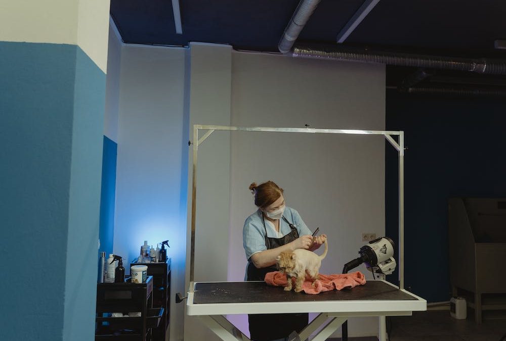 Now Is The Time For A Success Story: Launch Your Pet Care Business