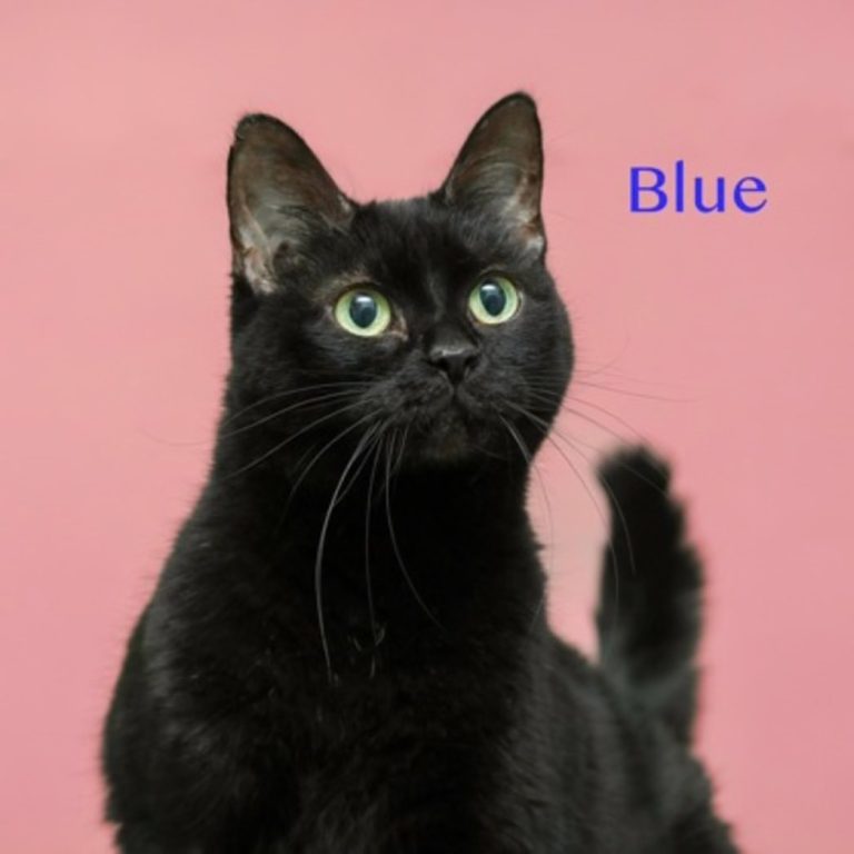 Meet Blue!