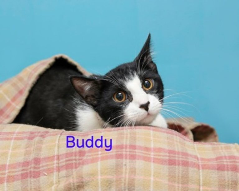 Meet Buddy!