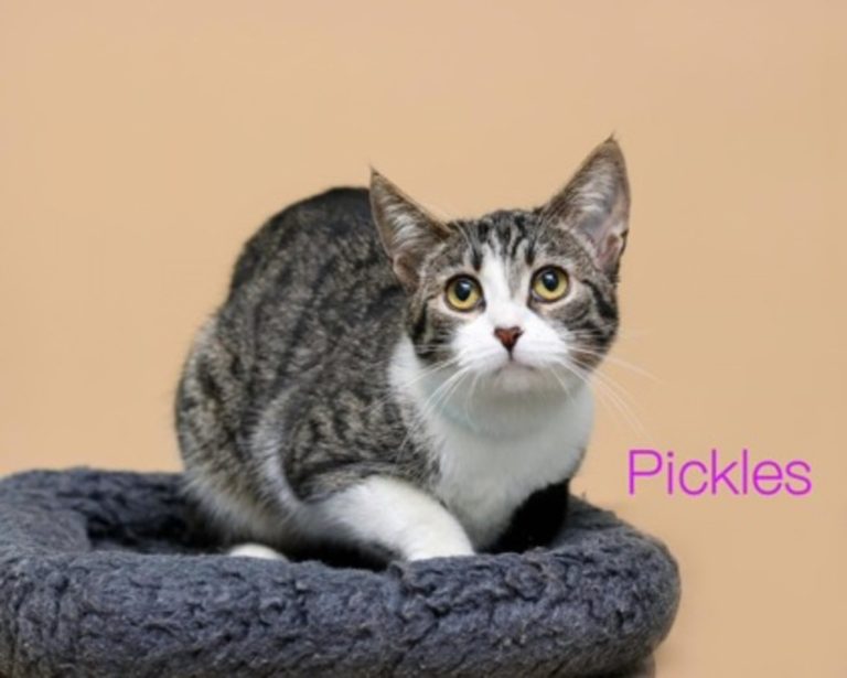 Meet Pickles!
